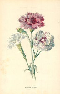 Œillets de bordure