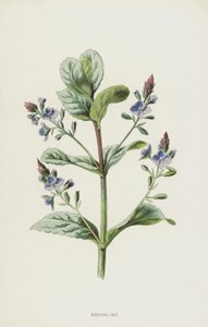 Véronique des ruisseaux - Frederick Edward Hulme