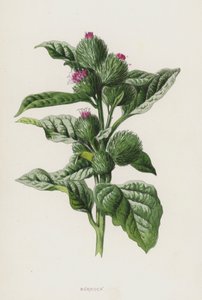 Bardane - Frederick Edward Hulme
