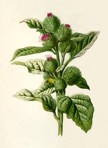 Bardane, 1877