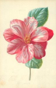Camélia - Frederick Edward Hulme