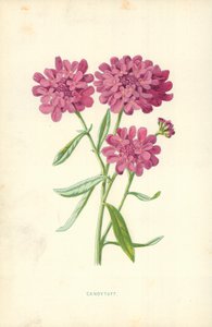 Iberis