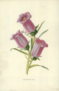 Campanule - Frederick Edward Hulme