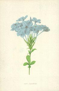 Plumbago