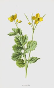 Chélidoine - Frederick Edward Hulme