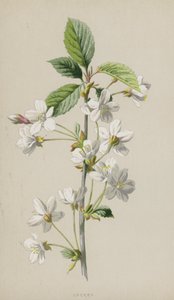 Cerisier - Frederick Edward Hulme