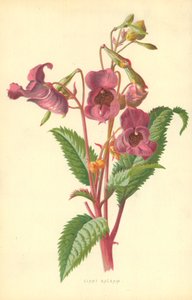 Ciant Balsam - Frederick Edward Hulme