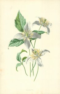 Clématite - Frederick Edward Hulme