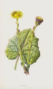 Tussilage - Frederick Edward Hulme