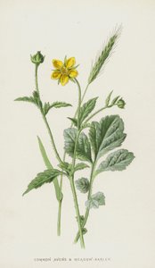 Benoîte commune et Orge des prés - Frederick Edward Hulme