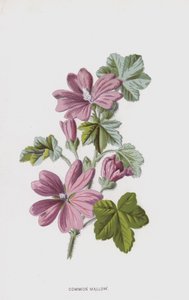 Mauve commune - Frederick Edward Hulme