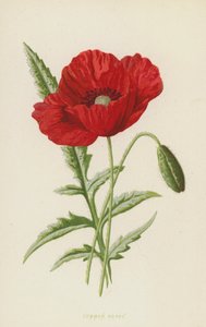 Coquelicot