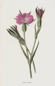 Nielle des blés - Frederick Edward Hulme