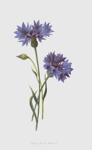 Bleuet des champs - Frederick Edward Hulme