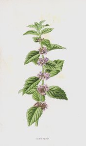 Menthe des Champs (chromolithographie) - Frederick Edward Hulme