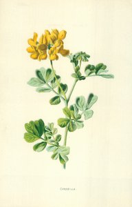 Coronille - Frederick Edward Hulme