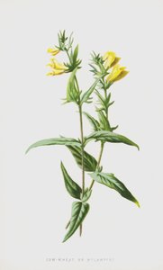 Mélampyre - Frederick Edward Hulme