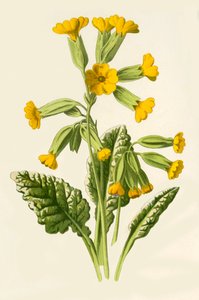 Primevère