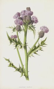 Chardon rampant - Frederick Edward Hulme