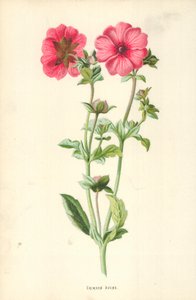 Benoîte pourpre
