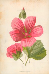 Mauve cramoisi - Frederick Edward Hulme