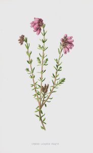 Bruyère à Feuilles Croisées (chromolithographie)