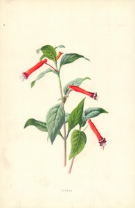 Cuphea - Frederick Edward Hulme