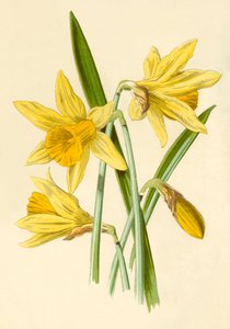 Jonquille, 1877