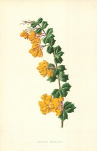 Épine-vinette de Darwin