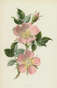 Églantine - Frederick Edward Hulme