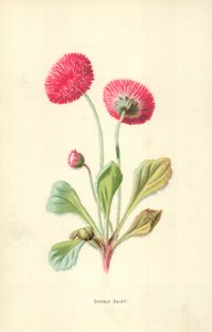 Marguerite double