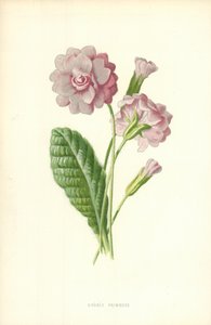 Primevère double