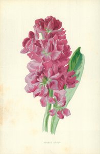 Double Stock - Frederick Edward Hulme