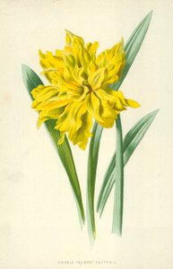 Jonquille à double trompette - Frederick Edward Hulme