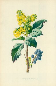 Épine-vinette persistante - Frederick Edward Hulme