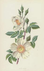 Églantier - Frederick Edward Hulme