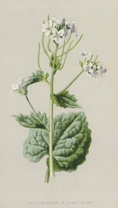 Alliaire officinale - Frederick Edward Hulme