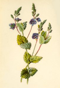 Véronique petit-chêne, 1877