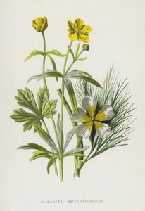 Renoncule aquatique - Frederick Edward Hulme