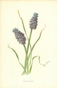 Muscari - Frederick Edward Hulme
