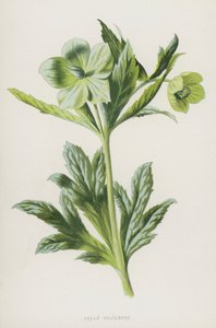 Hellébore vert