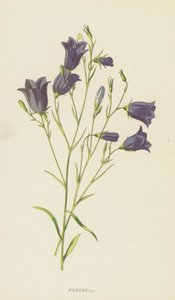 Campanule - Frederick Edward Hulme