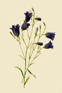 Campanule, 1877