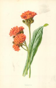 Épervière