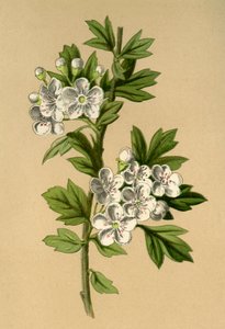 Aubépine, 1877