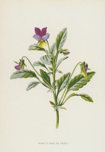 Pensée sauvage - Frederick Edward Hulme