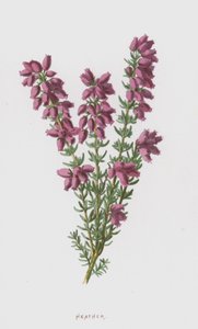 Bruyère