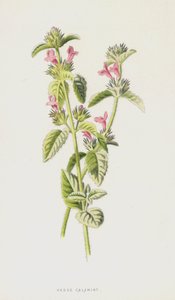 Calament des haies - Frederick Edward Hulme