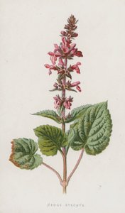 Épiaire des bois - Frederick Edward Hulme
