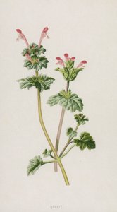 Lamier amplexicaule